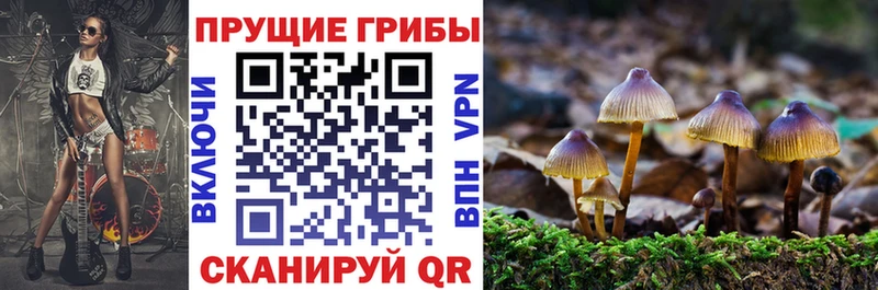 наркота Вязьма Галлюциногенные грибы MAGIC MUSHROOMS